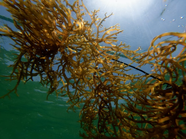Foto: Ilustrasi rumput laut (Sumber: unsplash)