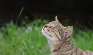 kucing