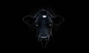 lembu suro