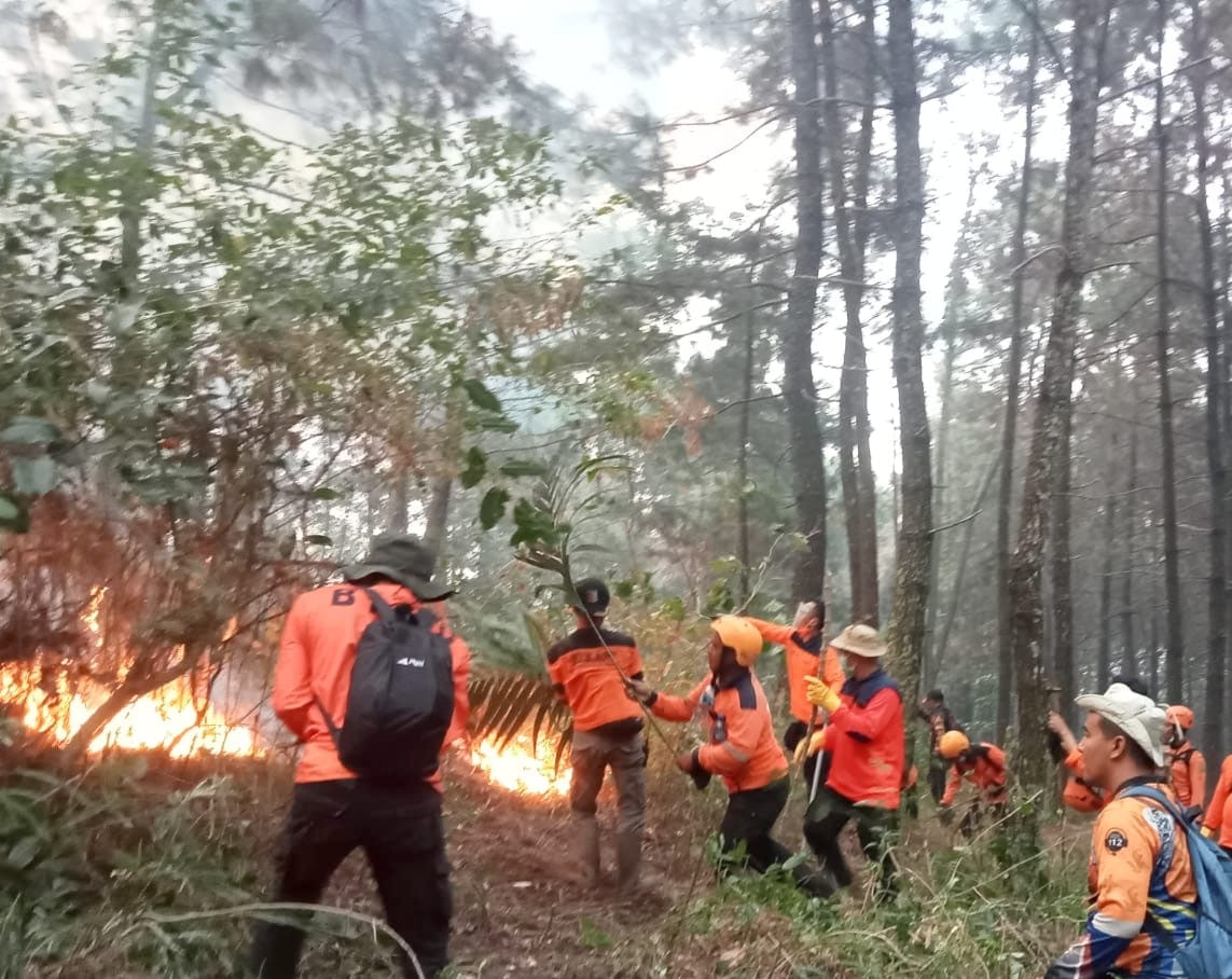 Foto: Kebakaran Hutan di Gunung Lawu (Sumber: istimewa)