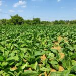 Foto : Salah satu lahan tembakau milik petani di Kecamatan Jaken, Kabupaten Pati  (Sumber : Istimewa )
