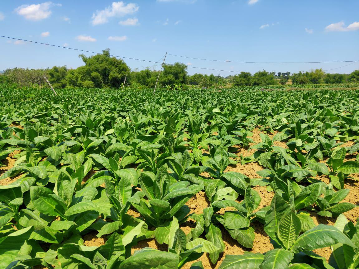 Foto : Salah satu lahan tembakau milik petani di Kecamatan Jaken, Kabupaten Pati  (Sumber : Istimewa )