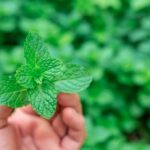 tanaman herbal