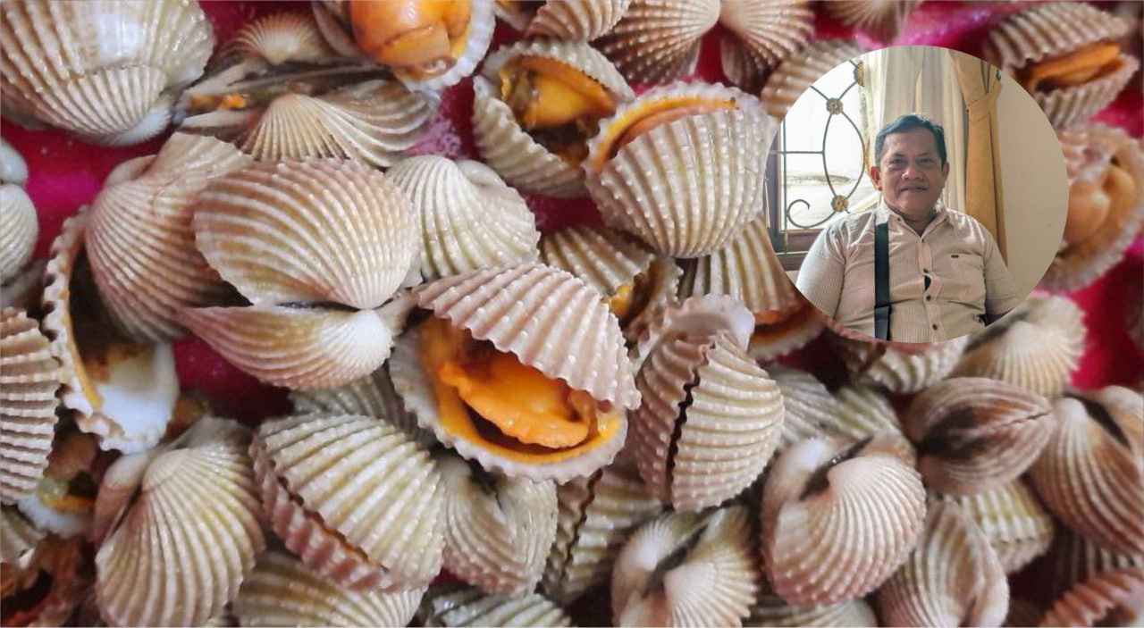 bukur kerang