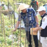 Foto: Penjabat (Pj) Gubernur Jawa Tengah, Nana Sudjana saat ikut panen cabai di Temanggung (Sumber: jatengprov)