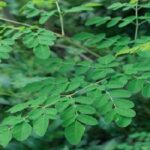 daun kelor