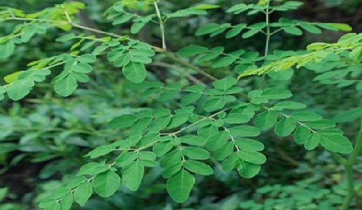 daun kelor