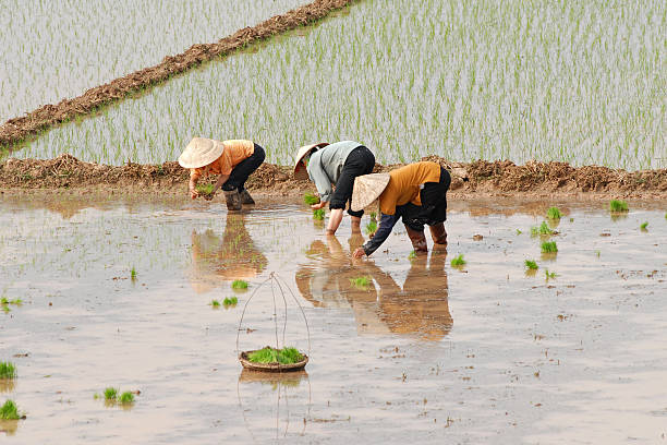 Foto: Ilustrasi petani (Sumber: istock)