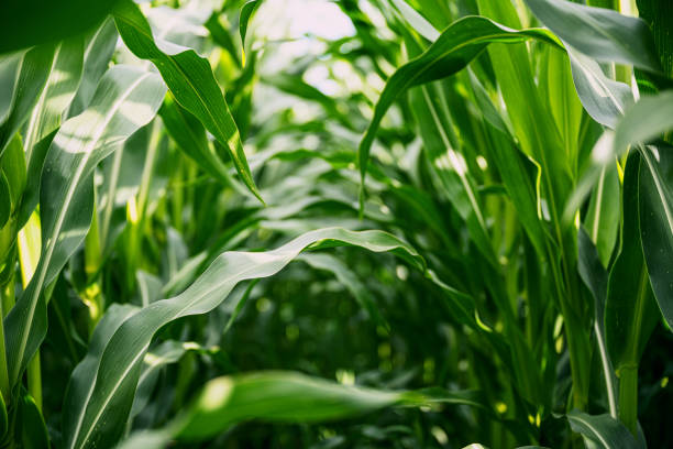 Foto: Ilustrasi lahan jagung food estate (Sumber: istock)
