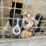 Foto: Ilustrasi anjing dalam truk (Sumber: istock)