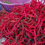 Foto : Ilustrasi cabe merah keriting (Sumber : Istimewa)