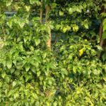 Foto Ilustrasi pemanfaatan lahan pekarangan untuk tanaman cabe (Sumber : Putri Asia / Mitrapost)