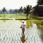 Foto: Ilustrasi lahan pertanian (Sumber: istock)