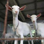 Foto: cempe (anak kambing) di Pulutan Fresh Farm, Sidorejo, Kota Salatiga (Sumber: jatengprov)