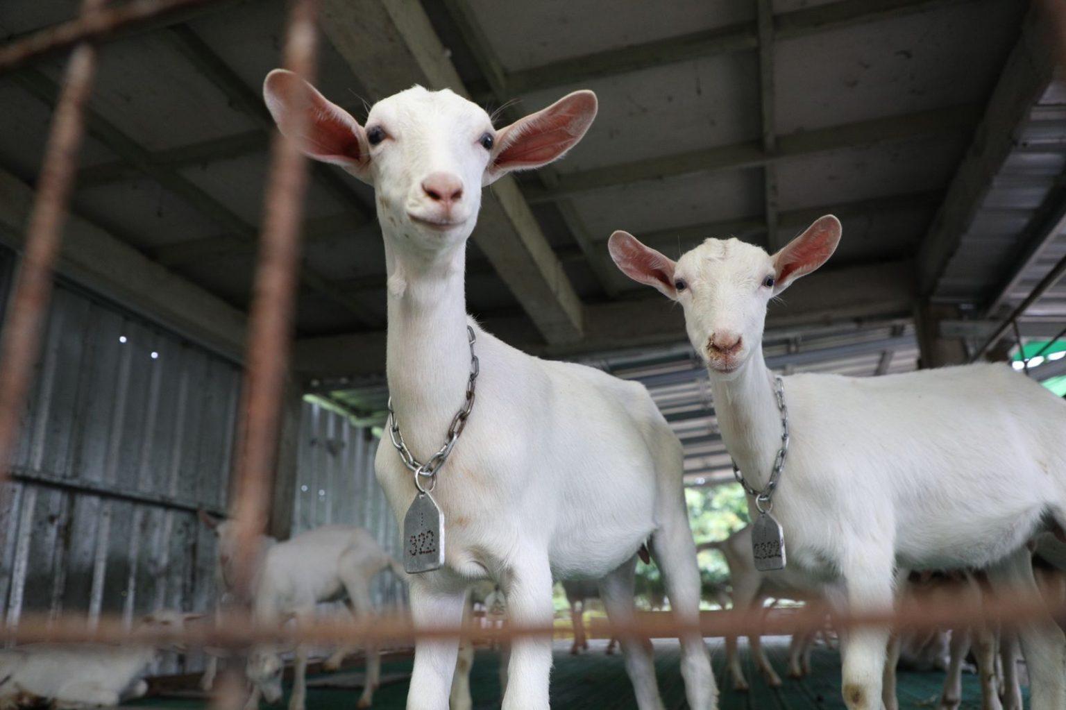 Foto: cempe (anak kambing) di Pulutan Fresh Farm, Sidorejo, Kota Salatiga (Sumber: jatengprov)
