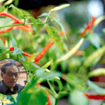 petani pati
