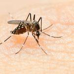 Foto: Ilustrasi nyamuk DBD (Sumber: istock)