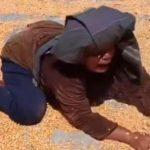 Foto: Potongan gambar dari Video Viral Petani Histeris Harga Jagung Anjlok (Sumber: istimewa)