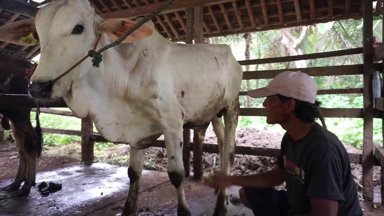 Foto: Hewan kurban di Temanggung (Sumber: jatengprov)