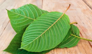 kratom