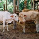 Foto: Ilustrasi sapi kurban (Sumber: istock)