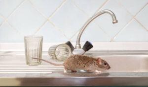 tikus