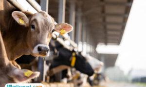 bantuan sapi Tani Demak