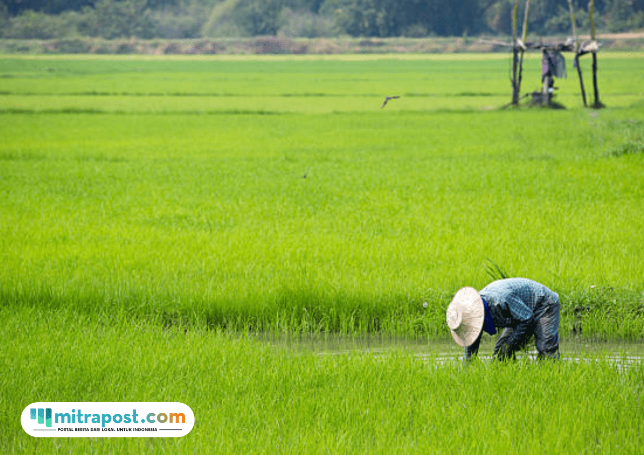 produktivitas padi di Indonesia