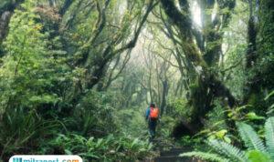 gunung muria