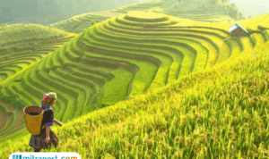 Swasembada pangan Indonesia