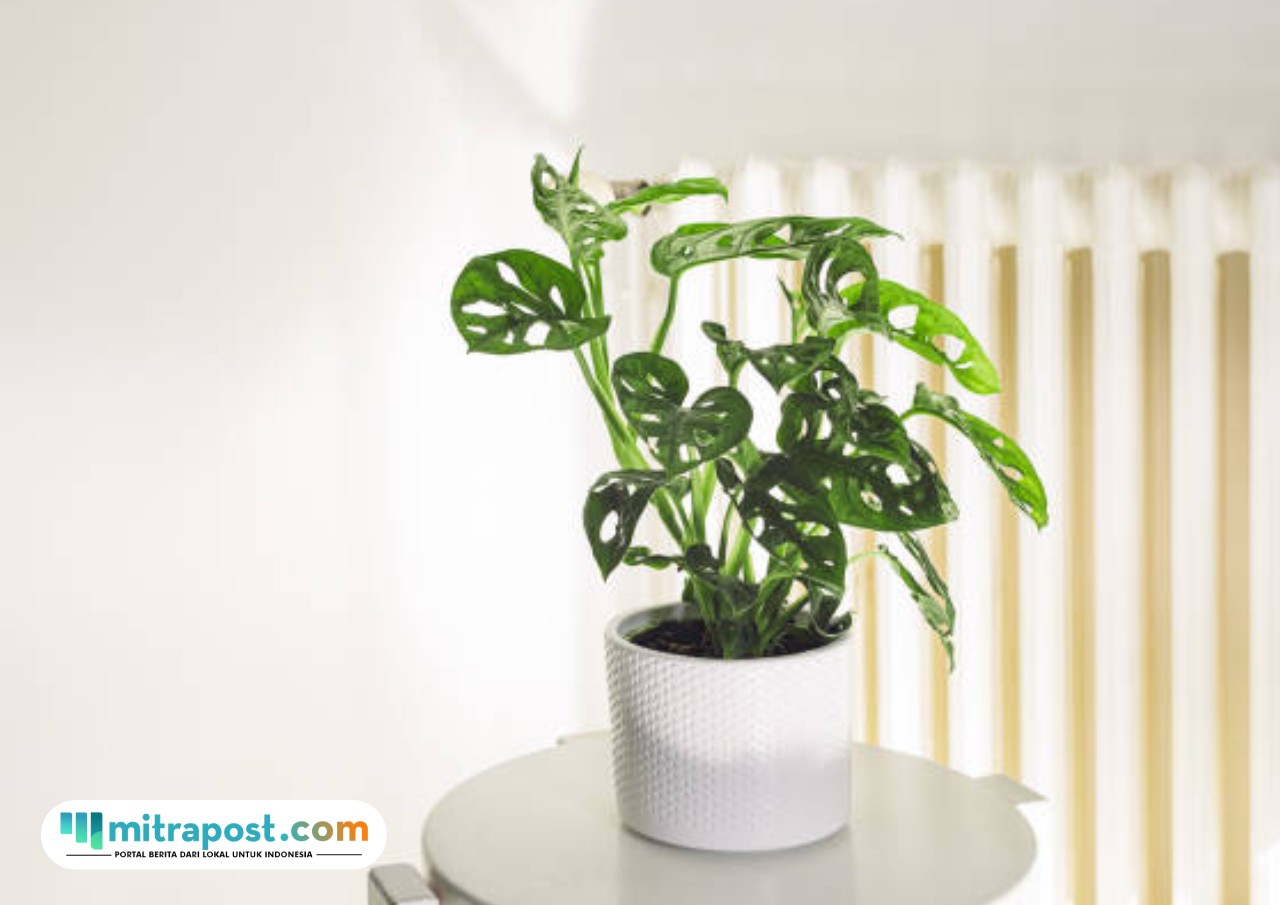 monstera