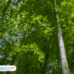Bambu untuk Tol Semarang-Demak