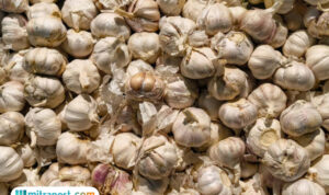 Harga Bawang Putih Melonjak