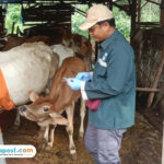 Foto : Petugas Dispertan Pati tengah melakukan pemberian vaksin kepada hewan sapi belum lama ini. (Sumber. palevioletred-jellyfish-458835.hostingersite.com/Istimewa )