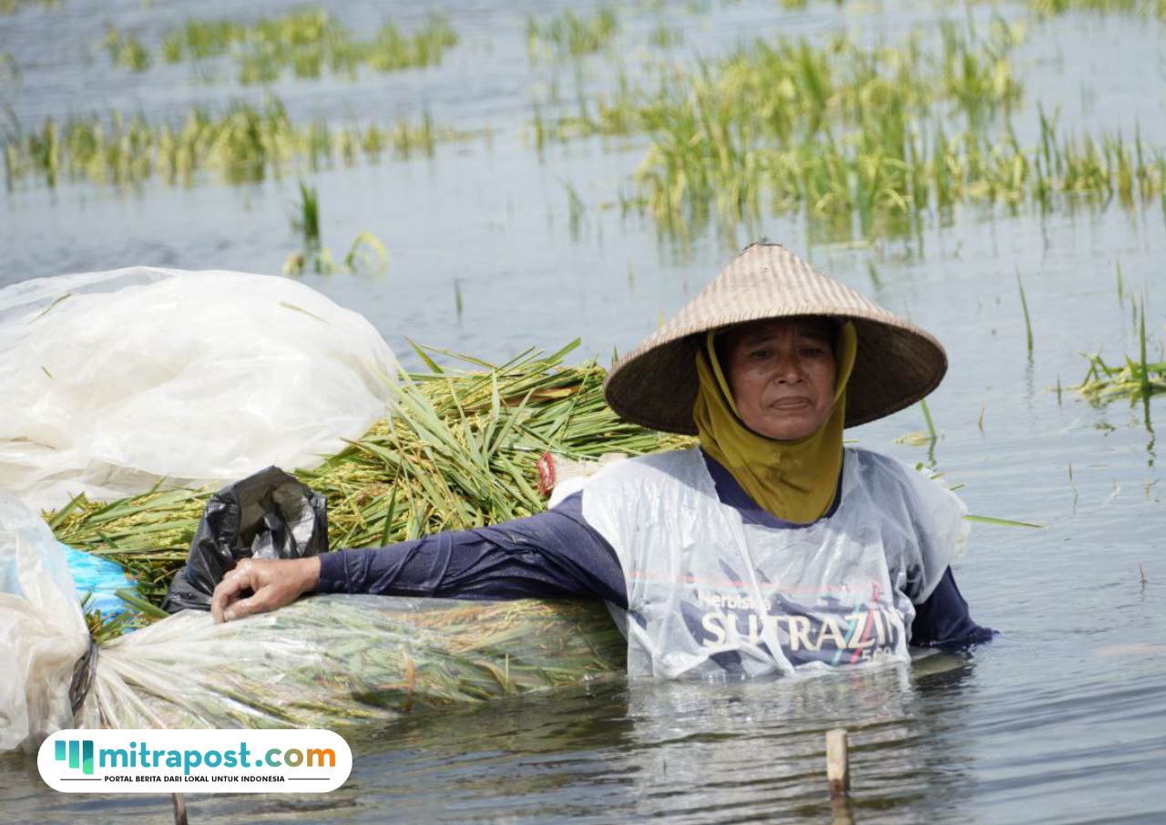 Foto : Petani Desa Kasiyan Kecamatan Sukolilo Pati tengah memanen hasil padi di lahan sawah miliknya. (Sumber. palevioletred-jellyfish-458835.hostingersite.com/Humas Pemkab Pati)