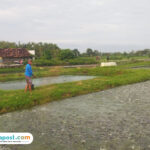 Foto : Pembudidaya ikan di Pati (Sumber. palevioletred-jellyfish-458835.hostingersite.com/Ilham)