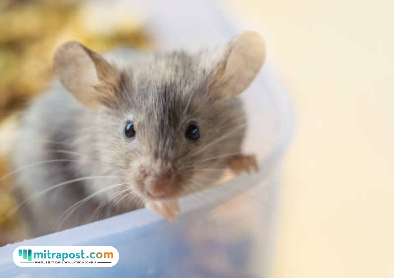 usir tikus