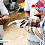Ilustrasi sabung ayam/istock