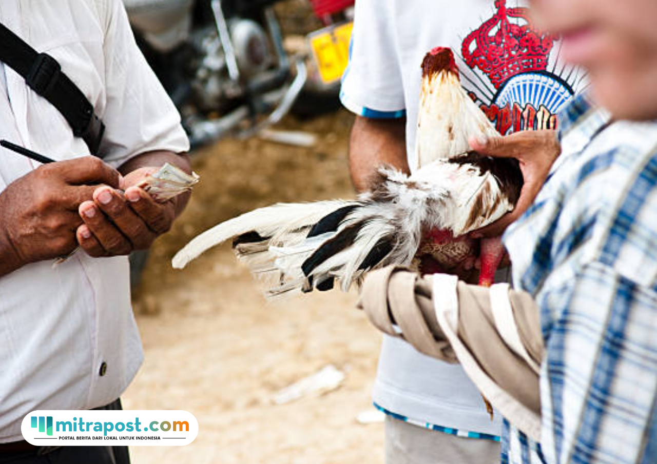Ilustrasi sabung ayam/istock