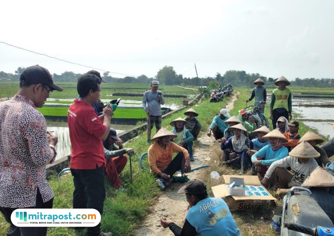 Foto: petani saat melakukan gropyokan (sumber: palevioletred-jellyfish-458835.hostingersite.com)