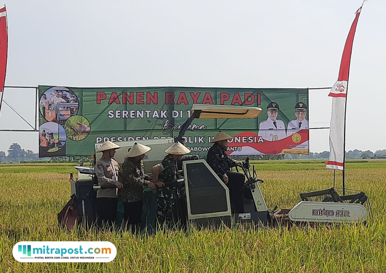 panen raya padi