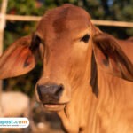 Ilustrasi sapi hibah/istock