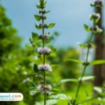 tanaman herbal
