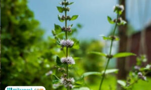 tanaman herbal