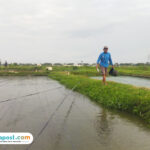 Foto : Tambak ikan nila salin (Sumber. palevioletred-jellyfish-458835.hostingersite.com/ Ilham)