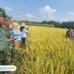 Foto: PPL BPP Jaken saat melakukan ubinan di sawah (palevioletred-jellyfish-458835.hostingersite.com/ BPP Jaken)