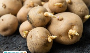 Awas! Tak Boleh Makan Kentang Bertunas, Bisa Bahaya