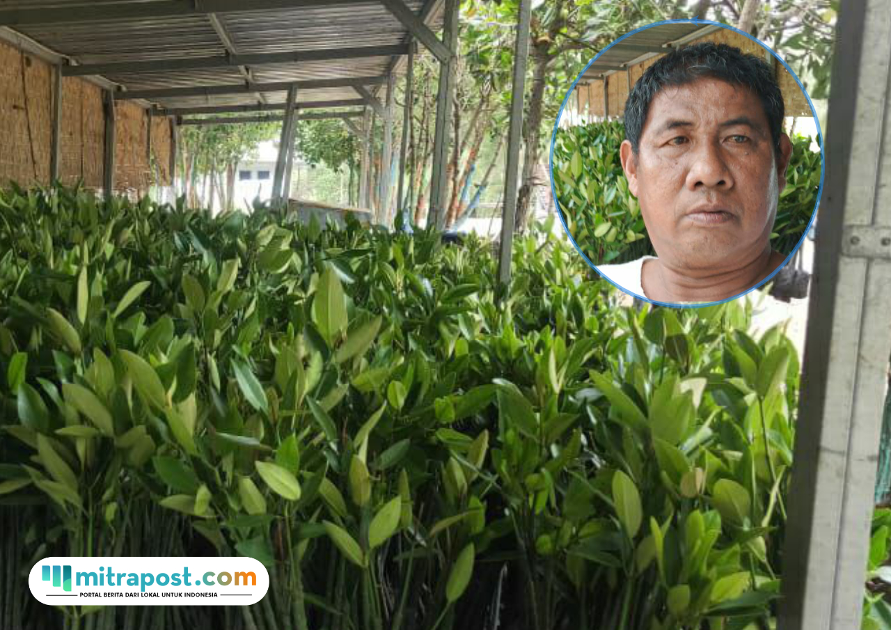 Foto : Pembibitan tanaman mangrove milik Karnawi, peraih penghargaan Kalpataru dari Dinas Lingkungan Hidup dan Kebersihan (DLHK) Provinsi Jawa Tengah di Desa Tunggulsari Tayu, belum lama ini. (Dok. Pribadi)