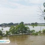 Foto : Kondisi rob di Desa Tunggulsari Kecamatan Tayu, Selasa (17/06/2025). (Sumber. palevioletred-jellyfish-458835.hostingersite.com/ Ilham)