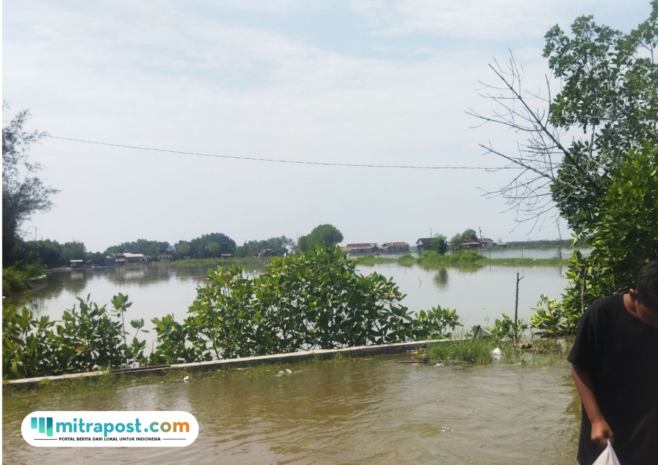 Foto : Kondisi rob di Desa Tunggulsari Kecamatan Tayu, Selasa (17/06/2025). (Sumber. palevioletred-jellyfish-458835.hostingersite.com/ Ilham)